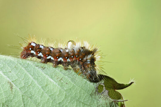 Lasiocampa quercus caterpillar on leaf in Asturias summer