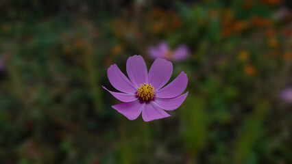 Pink Cosmos Flower in Focus at Shallow Depth of Field, Natural Background