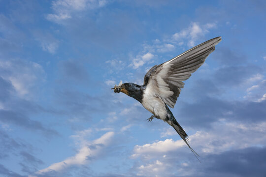 Swallow in flight against a summer sky in Asturias