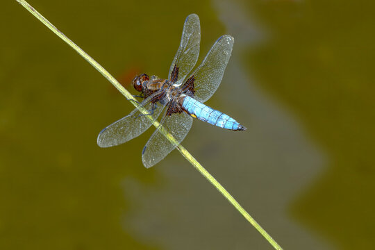 Libellula quadrimaculata in summer sunshine