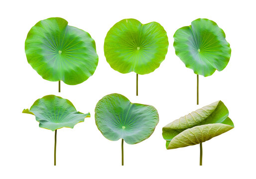 Six vibrant green lotus leaves arranged against a clean backdrop, showcasing their unique shapes and textures