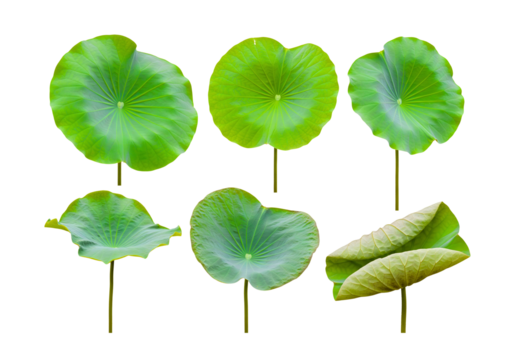 Six vibrant green lotus leaves arranged against a clean backdrop, showcasing their unique shapes and textures
