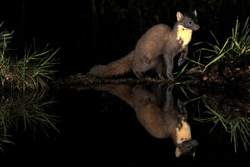 Forest creature reflected by nocturnal water in Asturias