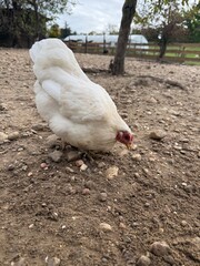 Poule blanche en train de picorer dans une basse-cour