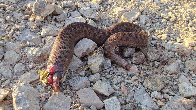 Close detailed footage of a beheaded snake body lying on a rough dirt path as a result of a bird predator.