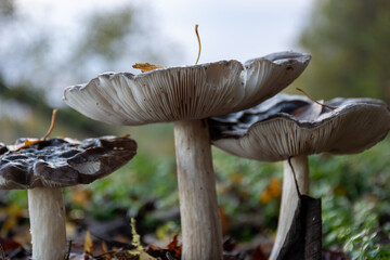 photography with close-up view of mushrooms, autumn mushrooms, gifts of nature