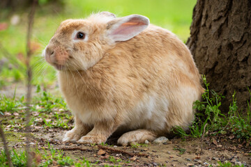 A yellow rabbit sitting on grass in Skopje ZOO