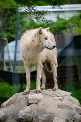 A wolf standing and watching on a rock in Skopje ZOO