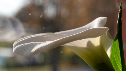 white calla lilies in backlight, indoor plants on the windowsill, apartment interior