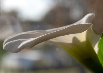 white calla lilies in backlight, indoor plants on the windowsill, apartment interior