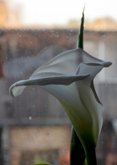 white calla lilies in backlight, indoor plants on the windowsill, apartment interior