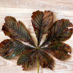 autumn leaf texture, tree leaf close-up