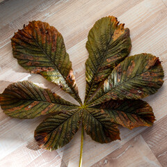 autumn leaf texture, tree leaf close-up