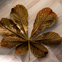 autumn leaf texture, tree leaf close-up