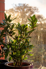 indoor flowers in backlight, house plants on windowsill, apartment interior