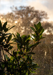 indoor flowers in backlight, house plants on windowsill, apartment interior