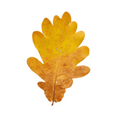 Autumn Maple Leaf Isolated on Transparent Background – Yellow and Orange Fall Foliage Close-Up