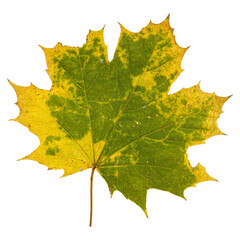Autumn Maple Leaf Isolated on Transparent Background – Yellow and Green Fall Foliage Close-Up