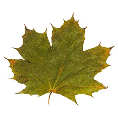 Autumn Maple Leaf Isolated on Transparent Background – Green Fall Foliage Close-Up