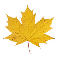 Autumn Maple Leaf Isolated on Transparent Background – Yellow Fall Foliage Close-Up