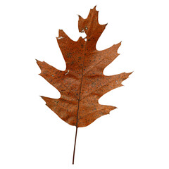 Autumn Maple Leaf Isolated on Transparent Background – Yellow and Orange Fall Foliage Close-Upsolated on white