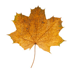 Autumn Maple Leaf Isolated on Transparent Background – Yellow and Orange Fall Foliage Close-Up