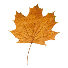 Autumn Maple Leaf Isolated on Transparent Background – Yellow and Orange Fall Foliage Close-Up