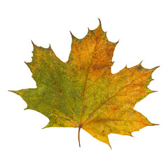Autumn Maple Leaf Isolated on Transparent Background – Orange and Green Fall Foliage Close-Up
