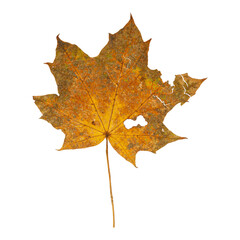 Autumn Maple Leaf Isolated on Transparent Background – Yellow and Orange Fall Foliage Close-Up