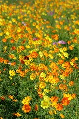 黄花コスモス　秋に鮮やかに咲く　（高知県　奈半利町）