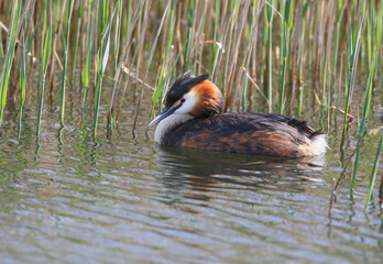 A great crested grebe (Podiceps cristatus) in breeding plumage is photographed close up near the nest.
