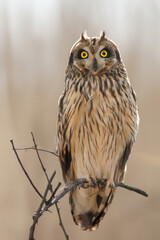 A very close-up portrait of the short-eared owl (Asio flammeus) against a blurred background