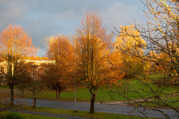 Fototapeta premium calm autumn landscape, park in autumn colors, colorful tree leaves cover the ground,