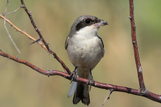 A young lesser grey shrike (Lanius minor) is photographed close-up perched on a branch against a blurred background.
