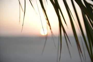 Sunrise Through Palm Leaves in Tunisian Desert