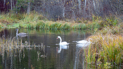 autumn landscape, small marsh pond, where a family of swans is resting, bird migration in spring...
