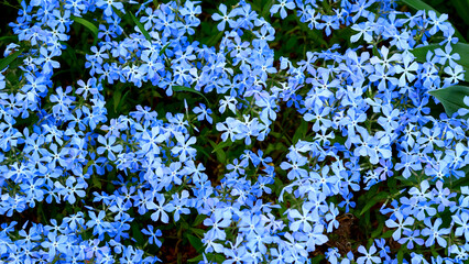 Blue carpet of Forget me nots.Landscaping,gardening