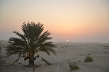 Palm Tree at Sunrise in Tunisian Desert