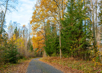 calm autumn landscape, park in autumn colors, colorful tree leaves cover the ground,