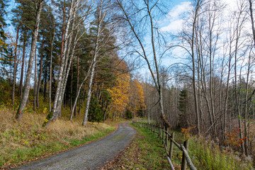 calm autumn landscape, park in autumn colors, colorful tree leaves cover the ground,