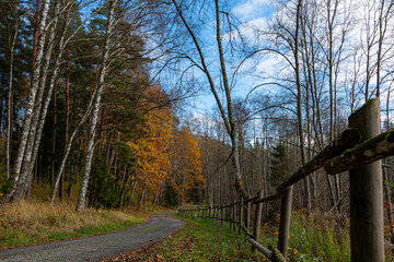 calm autumn landscape, park in autumn colors, colorful tree leaves cover the ground,