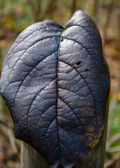 autumn leaf texture, tree leaf close-up