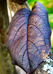 autumn leaf texture, tree leaf close-up