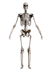 Human Skeleton Front View Isolated On White 3D render