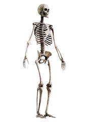 Human Skeleton Three Quarter View Isolated On White 3D render