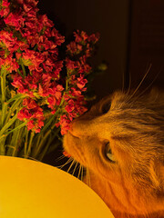 A domestic orange cat sniffs dried flowers in a vase