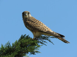 Kestrel perched on tree branch facing camera