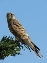 Kestrel perched on tree branch facing slightly left