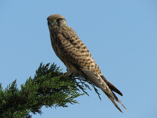 Kestrel perched on tree branch facing slightly down and  left