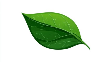 Obraz premium The detailed veins of a vibrant green leaf are shown in an illustration